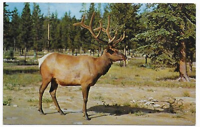 #ad Postcard CA Canada British Columbia Photo of an Elk with a Full Rack — E16 $1.97