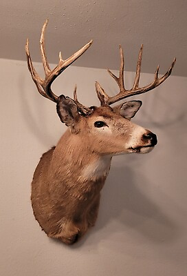 #ad 13 Point Whitetail Deer Shoulder Mount  Giant Rack High Quality Trophy Boy $949.00