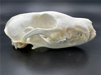 #ad Taxidermy 1 pcs Real Fox Skull real bone skeleton Halloween decoration gifts $13.99