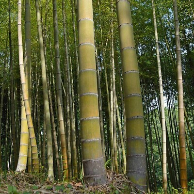 #ad 60 MOSO Bamboo Seeds. Giant Phyllostachys edulis. USA Seller Fast Shipping $4.19