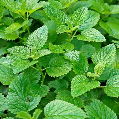 #ad Lemon Mint Seeds Heirloom Non GMO Free Shipping Herb Seeds 1131 $1.99