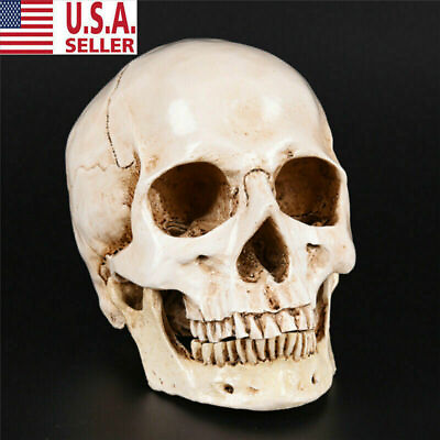 #ad Life Size Resin Human Skull 1:1 Model Anatomical Teaching Skeleton head $21.99
