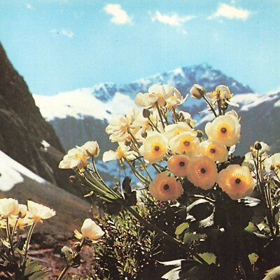 #ad Giant Mountain Buttercup Mount Cook Lily Flower New Zealand NZL Chrome Postcard $4.99