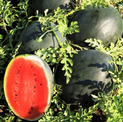 #ad 30 Giant Black Diamond Watermelon Seeds Heirloom Organic 30 50lbs $2.88