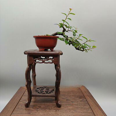 5.75#x27;#x27; Small Square Semi Cascade Bonsai Display Wooden Stand Practical Decor $24.16