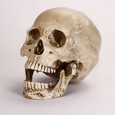 #ad Resin Replica 1:1 Life Human Anatomy Skull Collectable Bar Decoration Teaching $17.94