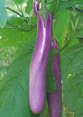 #ad 50Chinese Eggplants Seeds Long Purple Eggplants Aubergine Asian Vegetable USA $1.99
