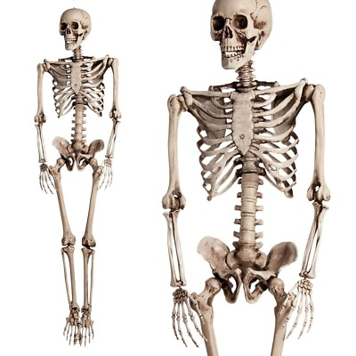 #ad 5.6ft Halloween Human Poseable Skull Skeleton Full Life Size Props Party Decor $45.59