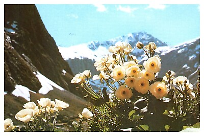 #ad Giant Mountain Buttercup Flower Mountains Nature Landscape Chrome Postcard $4.00