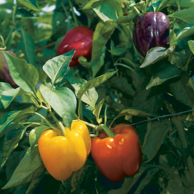 Rainbow Bell Pepper Seeds Capsicum anuum NON GMO Variety Sizes FREE SHIPPING $26.95