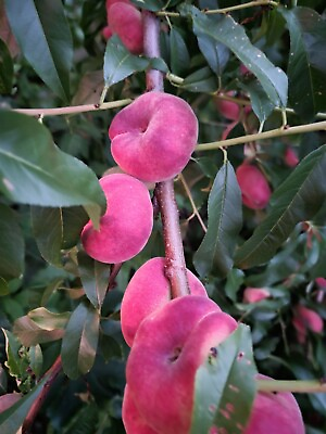 #ad 6 Donut Peach Fruit Tree Scion Cutting Rooting Grafting 6 10 INCHES $19.99
