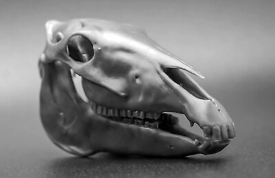 #ad Traditional 1:9 Scale Model Horse Skull for Customizing Sculpting and Dioramas $25.00