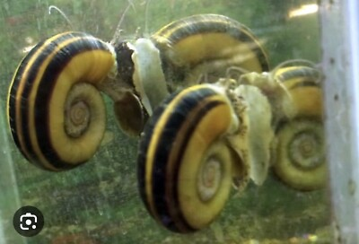 #ad 3 GIANT RAMSHORN SNAILS MARISA CORNUARIETIS SP. YOUNG ADULT BREEDING AGE AWESOME $20.00