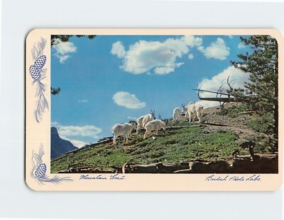 #ad Postcard Mountain Goat Rocky Mountains $4.75
