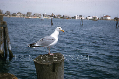 #ad Kodak Slide 1950s Red Border Kodachrome Surly Angry Seagull on a Dock $20.99