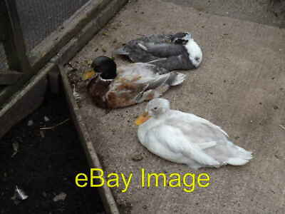 Photo 6x4 Three ducks Part of the children#x27;s farm at the Welsh Mountain Z c2014 GBP 2.00