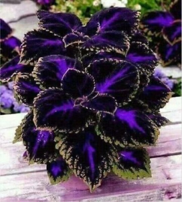 #ad Black Purple Coleus Flowers Easy to Grow Garden 25 PURE SEEDS $4.50