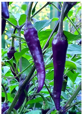 #ad PURPLE CAYENNE PEPPER SEEDS 40 Seeds rare HOT amp; SPICY NON GMO $3.65